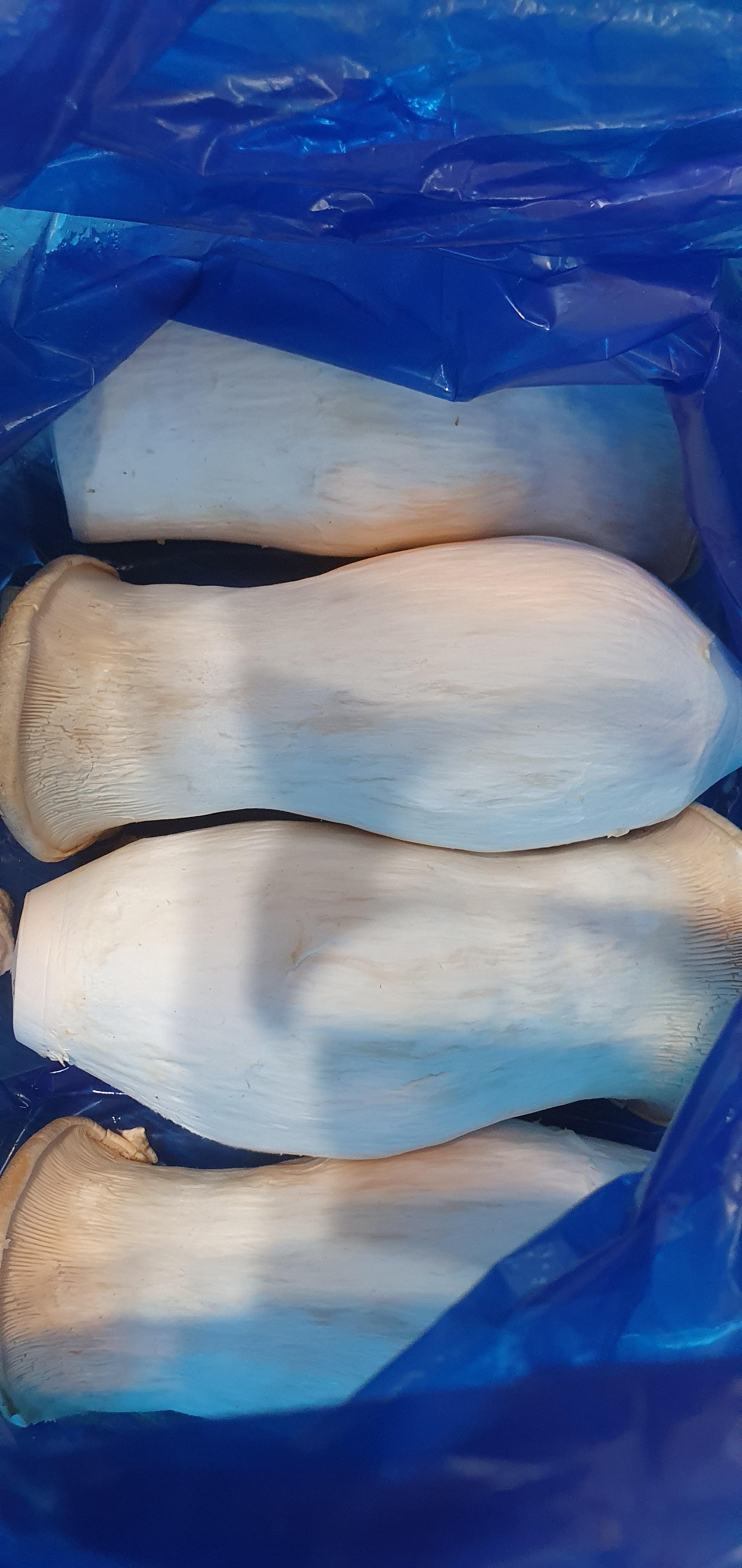 (상만영농) 함평 GAP 무농약 새송이버섯 1kg / 2kg