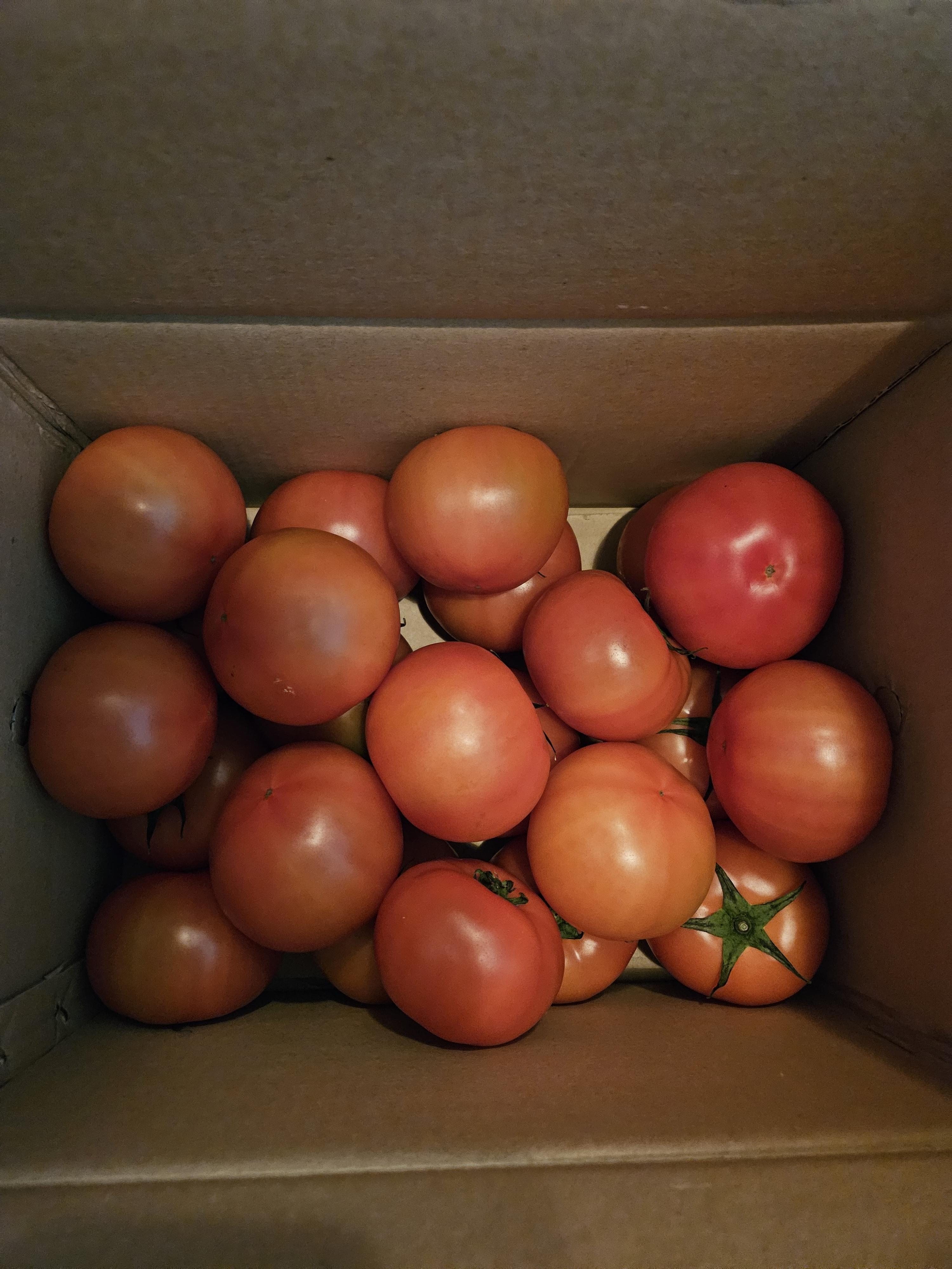 [정보화마을] 벌교부농정보화마을 완숙토마토 5kg