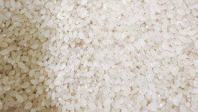 (여주농산) 우리참쌀 신동진 20kg