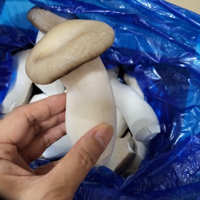 (황토골새송이) 무농약 새송이버섯 특 1kg