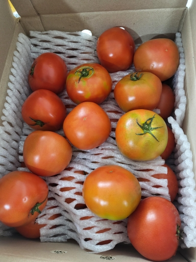 (오병이어) 곱게 완숙된 전라도 토마토 3kg/5kg