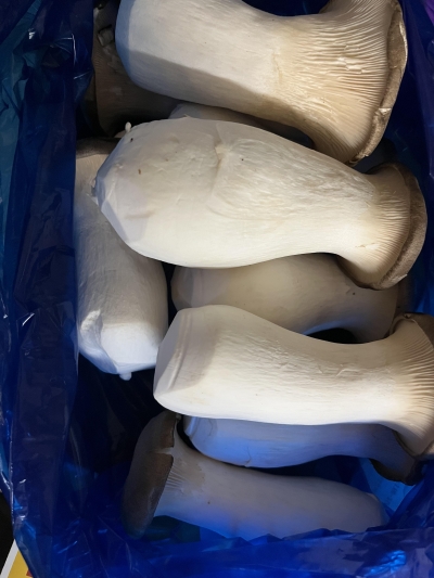 (황토골새송이) 무농약 새송이버섯 특 1kg