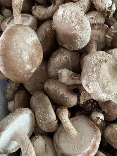 (정남진장흥농협) 은은한 풍미 가득 장흥 무농약 생표고버섯 1kg/2kg