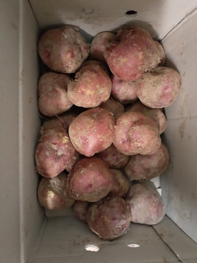 (베리굿스) 카스텔라 감자 햇 홍감자 4.5kg(특/왕특 혼합)