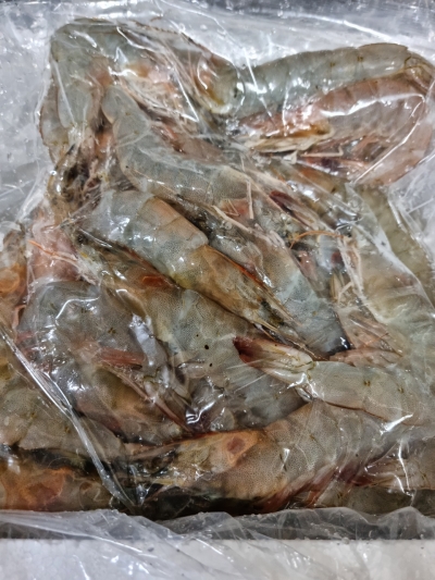 (고고수산) 24년 첫출하 당일조업 활새우1kg(27~33) 소금+초장증정