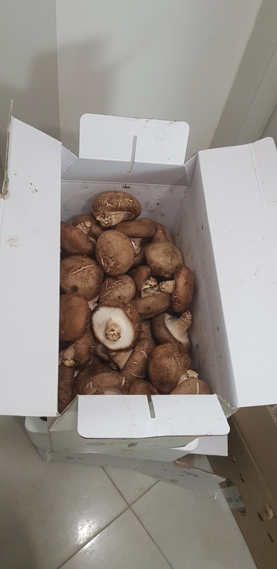 (도담) 무농약인증 산지직송 생표고버섯 2kg