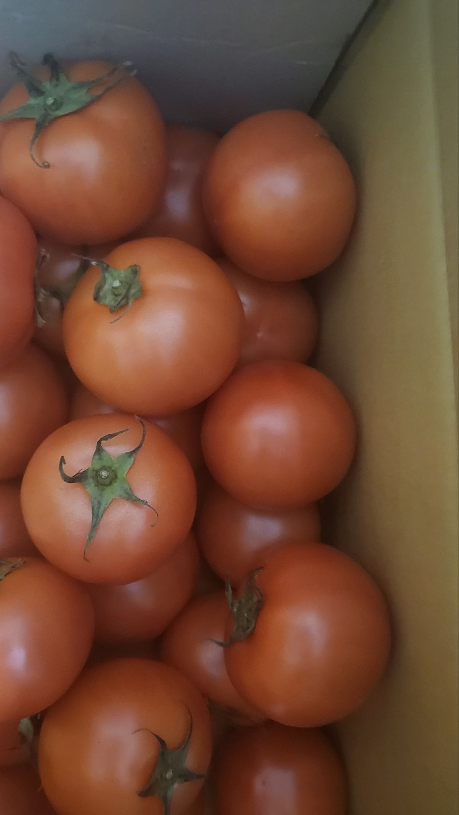 [정보화마을] 벌교부농정보화마을 완숙토마토 5kg