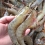 (남해수산) 어획 당일 발송 햇 국산 왕새우 1kg (35-45마리 내외)