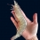 [2024추석] (더파시) 24년 첫 출하 국내산 생물 흰다리새우 1kg (28-36미)