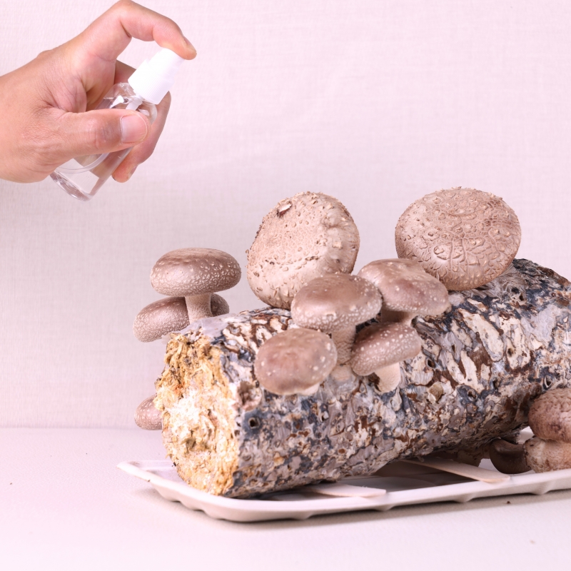 [체험활동꾸러미] 집에서 키워보는 표고버섯 재배키트 (꼬물락농장 /꼬물꼬물곤충나라) 