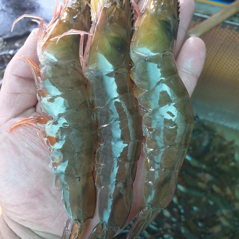 (녹동수산) 남해안 활새우 1kg 35-40미내외