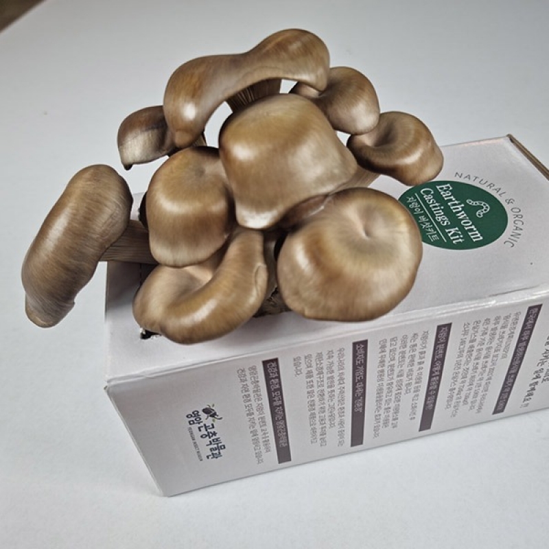 [체험활동꾸러미] 금농 영암곤충박물관 버섯키우기