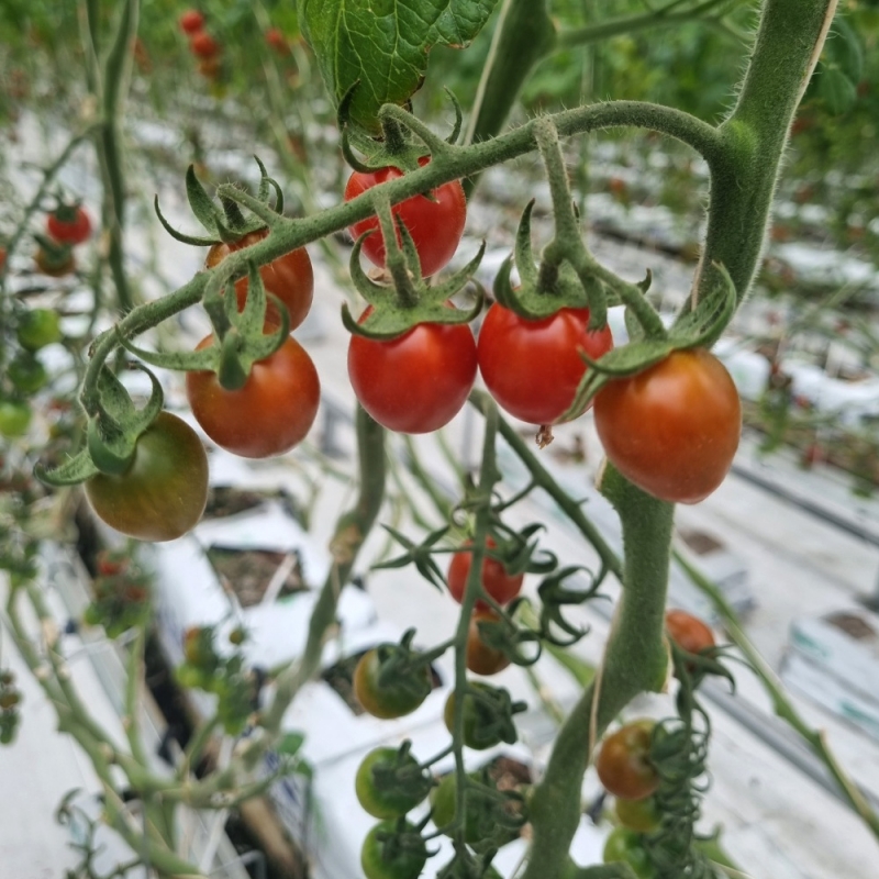 (그린스마일) 친환경 무농약 대추 방울 토마토 (2kg/5kg)