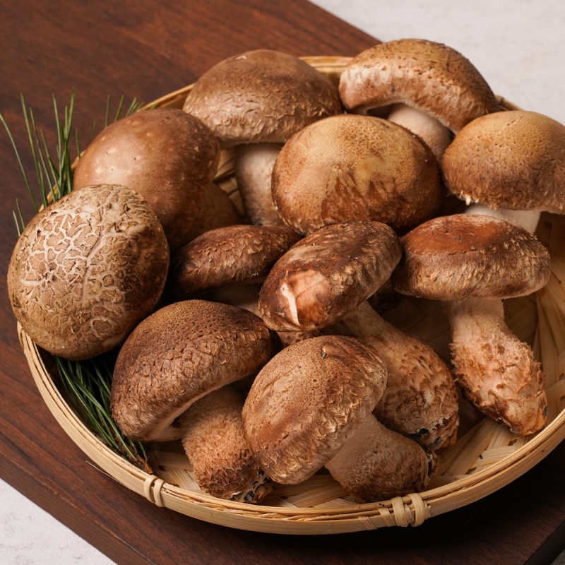(번덕뜰) 지리산을 품은 솔송버섯 1kg (일반/고급/고급선물)